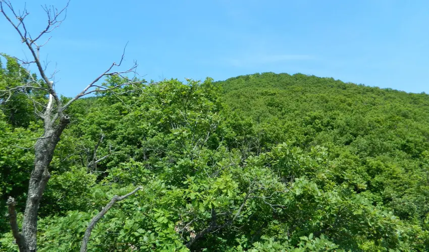 T�kert Fogad� Nagym�nyok - Augusztus 20. (min. 5 �j)