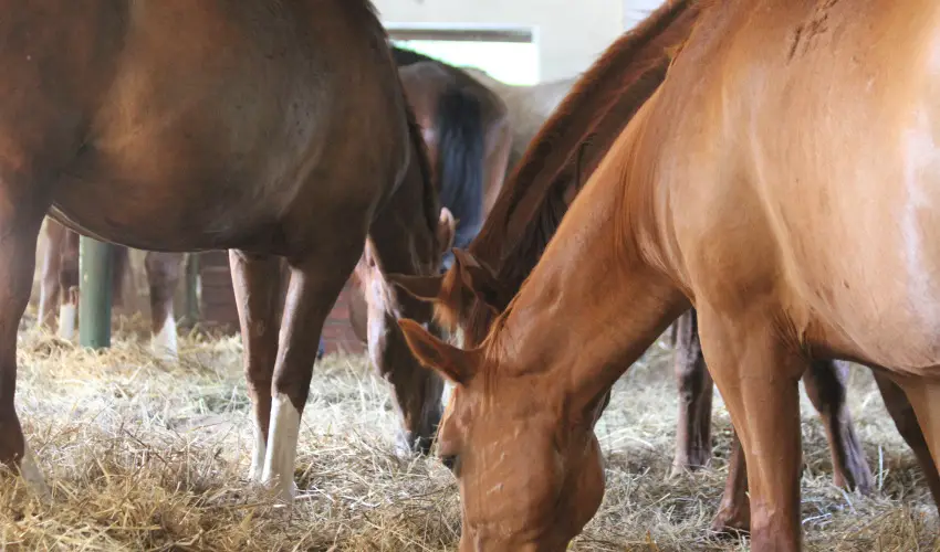 Vadkert Major S�rv�r - Augusztus 20.