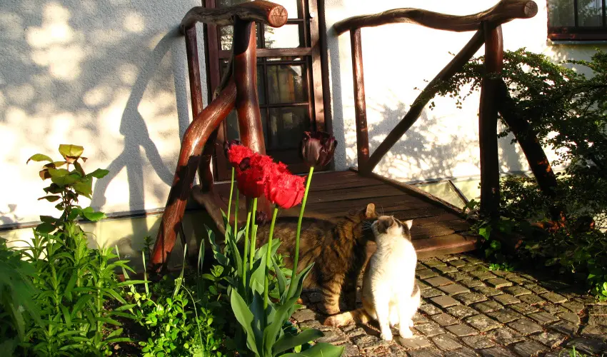 Vadr�zsa Vend�gh�z Szentendre - Augusztus 20. (min. 2 �j)
