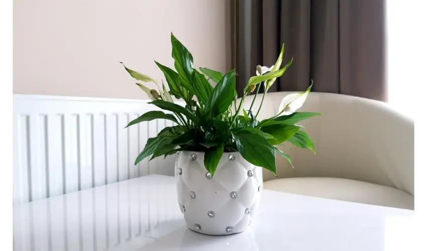 Zenit Panzi� Miskolctapolca - Augusztus 20.